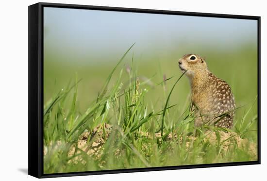 Spotted Souslik (Spermophilus Suslicus) by Hole, Werbkowice, Zamosc, Poland, May 2009-López-Framed Stretched Canvas