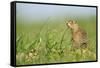 Spotted Souslik (Spermophilus Suslicus) by Hole, Werbkowice, Zamosc, Poland, May 2009-López-Framed Stretched Canvas