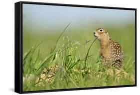 Spotted Souslik (Spermophilus Suslicus) by Hole, Werbkowice, Zamosc, Poland, May 2009-López-Framed Stretched Canvas