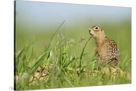 Spotted Souslik (Spermophilus Suslicus) by Hole, Werbkowice, Zamosc, Poland, May 2009-López-Stretched Canvas