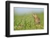 Spotted Souslik (Spermophilus Suslicus) by Hole, Werbkowice, Zamosc, Poland, May 2009-López-Framed Photographic Print