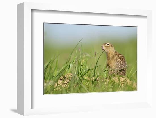 Spotted Souslik (Spermophilus Suslicus) by Hole, Werbkowice, Zamosc, Poland, May 2009-López-Framed Photographic Print