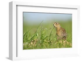 Spotted Souslik (Spermophilus Suslicus) by Hole, Werbkowice, Zamosc, Poland, May 2009-López-Framed Photographic Print