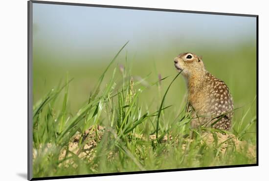 Spotted Souslik (Spermophilus Suslicus) by Hole, Werbkowice, Zamosc, Poland, May 2009-López-Mounted Photographic Print