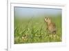 Spotted Souslik (Spermophilus Suslicus) by Hole, Werbkowice, Zamosc, Poland, May 2009-López-Framed Photographic Print