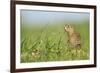 Spotted Souslik (Spermophilus Suslicus) by Hole, Werbkowice, Zamosc, Poland, May 2009-López-Framed Photographic Print