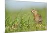 Spotted Souslik (Spermophilus Suslicus) by Hole, Werbkowice, Zamosc, Poland, May 2009-López-Mounted Photographic Print