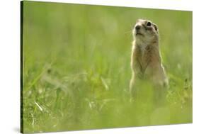 Spotted Souslik (Spermophilus Suslicus) Sitting, Werbkowice, Zamosc, Poland, May 2009-López-Stretched Canvas