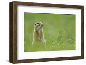 Spotted Souslik (Spermophilus Suslicus) Sitting, Werbkowice, Zamosc, Poland, May 2009-López-Framed Photographic Print