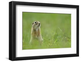 Spotted Souslik (Spermophilus Suslicus) Sitting, Werbkowice, Zamosc, Poland, May 2009-López-Framed Photographic Print