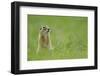 Spotted Souslik (Spermophilus Suslicus) Sitting, Werbkowice, Zamosc, Poland, May 2009-López-Framed Photographic Print