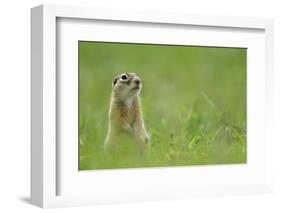 Spotted Souslik (Spermophilus Suslicus) Sitting, Werbkowice, Zamosc, Poland, May 2009-López-Framed Photographic Print