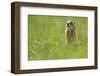 Spotted Souslik (Spermophilus Suslicus) Sitting, Werbkowice, Zamosc, Poland, May 2009-López-Framed Photographic Print