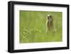 Spotted Souslik (Spermophilus Suslicus) Sitting, Werbkowice, Zamosc, Poland, May 2009-López-Framed Photographic Print