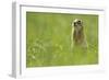 Spotted Souslik (Spermophilus Suslicus) Sitting, Werbkowice, Zamosc, Poland, May 2009-López-Framed Photographic Print