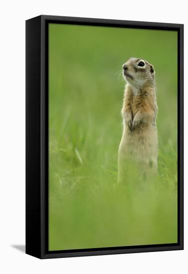 Spotted Souslik (Spermophilus Suslicus) Standing Alert on Hind Legs, Werbkowice, Zamosc, Poland-López-Framed Stretched Canvas