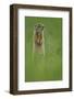 Spotted Souslik (Spermophilus Suslicus) Standing Alert on Hind Legs, Werbkowice, Zamosc, Poland-López-Framed Photographic Print