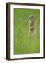 Spotted Souslik (Spermophilus Suslicus) Standing Alert on Hind Legs, Werbkowice, Zamosc, Poland-López-Framed Photographic Print