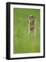 Spotted Souslik (Spermophilus Suslicus) Standing Alert on Hind Legs, Werbkowice, Zamosc, Poland-López-Framed Photographic Print