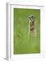 Spotted Souslik (Spermophilus Suslicus) Standing Alert on Hind Legs, Werbkowice, Zamosc, Poland-López-Framed Photographic Print