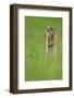 Spotted Souslik (Spermophilus Suslicus) Standing Alert on Hind Legs, Werbkowice, Zamosc, Poland-López-Framed Photographic Print