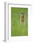 Spotted Souslik (Spermophilus Suslicus) Standing Alert on Hind Legs, Werbkowice, Zamosc, Poland-López-Framed Photographic Print