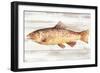 Spotted Trout I-Annie Warren-Framed Art Print