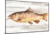 Spotted Trout I-Annie Warren-Mounted Art Print
