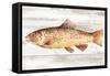 Spotted Trout I-Annie Warren-Framed Stretched Canvas