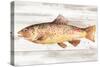 Spotted Trout I-Annie Warren-Stretched Canvas