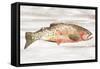 Spotted Trout II-Annie Warren-Framed Stretched Canvas