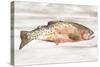 Spotted Trout II-Annie Warren-Stretched Canvas