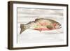 Spotted Trout II-Annie Warren-Framed Art Print