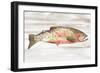 Spotted Trout II-Annie Warren-Framed Art Print