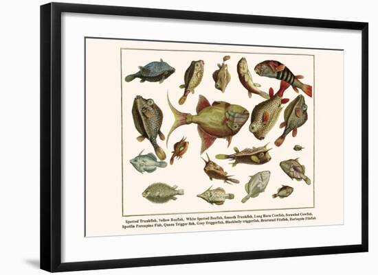 Spotted Trunkfish, Yellow Boxfish, White Spotted Boxfish, Smooth Trunkfish, etc.-Albertus Seba-Framed Art Print