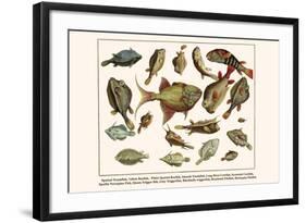 Spotted Trunkfish, Yellow Boxfish, White Spotted Boxfish, Smooth Trunkfish, etc.-Albertus Seba-Framed Art Print