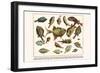 Spotted Trunkfish, Yellow Boxfish, White Spotted Boxfish, Smooth Trunkfish, etc.-Albertus Seba-Framed Art Print