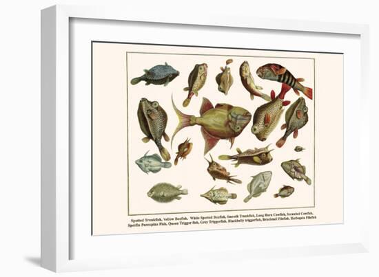 Spotted Trunkfish, Yellow Boxfish, White Spotted Boxfish, Smooth Trunkfish, etc.-Albertus Seba-Framed Art Print