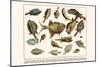 Spotted Trunkfish, Yellow Boxfish, White Spotted Boxfish, Smooth Trunkfish, etc.-Albertus Seba-Mounted Art Print