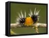 Spotted Tussock Moth Caterpillar, Lophocampa Maculata, British Columbia, Canada-Paul Colangelo-Framed Stretched Canvas