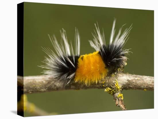 Spotted Tussock Moth Caterpillar, Lophocampa Maculata, British Columbia, Canada-Paul Colangelo-Stretched Canvas
