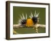 Spotted Tussock Moth Caterpillar, Lophocampa Maculata, British Columbia, Canada-Paul Colangelo-Framed Photographic Print