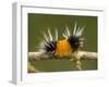 Spotted Tussock Moth Caterpillar, Lophocampa Maculata, British Columbia, Canada-Paul Colangelo-Framed Photographic Print