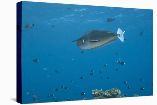 Spotted Unicornfish Swimming in Fiji Waters-Stocktrek Images-Stretched Canvas