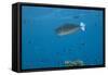 Spotted Unicornfish Swimming in Fiji Waters-Stocktrek Images-Framed Stretched Canvas