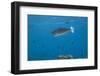 Spotted Unicornfish Swimming in Fiji Waters-Stocktrek Images-Framed Photographic Print