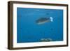 Spotted Unicornfish Swimming in Fiji Waters-Stocktrek Images-Framed Photographic Print