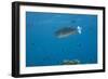 Spotted Unicornfish Swimming in Fiji Waters-Stocktrek Images-Framed Photographic Print