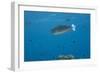 Spotted Unicornfish Swimming in Fiji Waters-Stocktrek Images-Framed Photographic Print