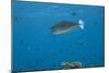 Spotted Unicornfish Swimming in Fiji Waters-Stocktrek Images-Mounted Photographic Print